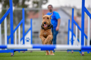 One-year-old,Airedale,Terrier,Trains,In,Agility,,Overcoming,Various,Obstacles,On