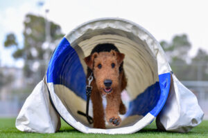 One-year-old,Airedale,Terrier,Trains,In,Agility,,Overcoming,Various,Obstacles,On