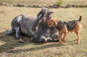 Two,Four,Legged,Friends,Communicating.,Airedale,Terrier,And,Percheron,Horse.