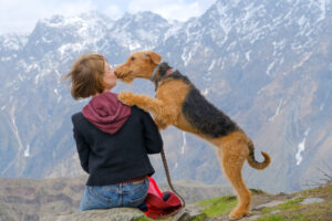 Airedale,Terrier,Dog,Licking,Woman's,Face,On,Mountain,View