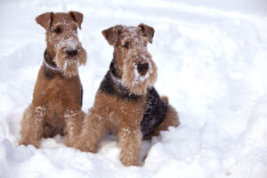 Frosty,Airedale,Terrier,Dogs,In,Snow.