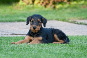 Portrait,Of,Young,Airedale,Terrier