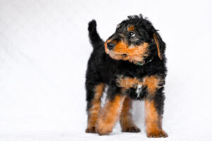 Airedale,Terrier,Dog,-,Puppy,6,Weeks,Old.