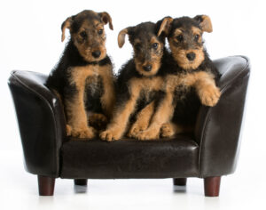 Airedale,Terrier,Litter,Sitting,On,A,Dog,Couch,On,White