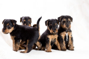 Airedale,Puppies,Group