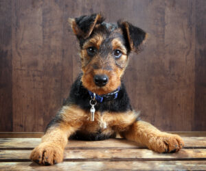 8,Weeks,Old,Little,Airedale,Terrier,Puppy,Dog,With,Its