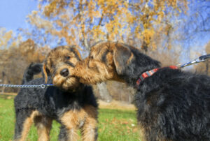 Two,Airedale,Puppy,Close-up,In,The,Park